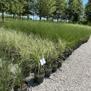 Ornamental Grasses