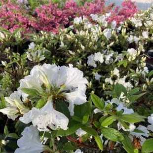 Azaleas