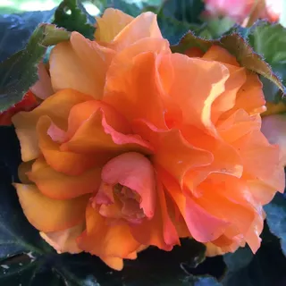 Lillian M.