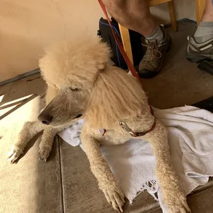 Staff enjoyed a cute AND well behaved pet. Dogs are allowed on the patio.