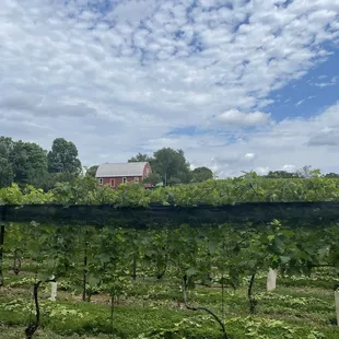 Serpents Ridge - the vineyard and barn