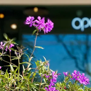 purple flowers in front of a open sign