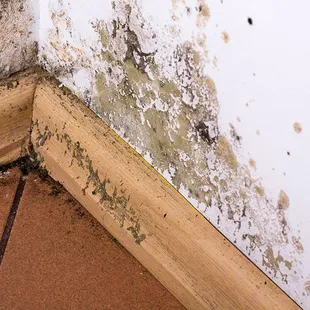 Residential/Commercial Mold Damage Removal Services