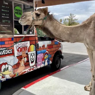 Even the camel loves it !