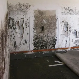 Mold Damage! Be careful! Without proper training, you could be spreading mold throughout your home.