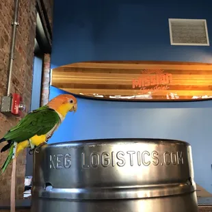 @pollothecaique