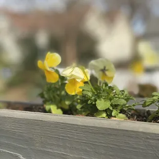 yellow pansies in a window box