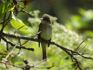 Sewickley Heights Borough Park