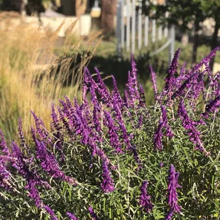 Landscaping w sound activity in background