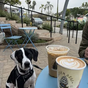 Cinnamon honey latte and iced lavender honey latte. Pups are welcome too!