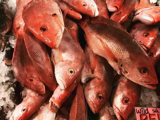 Kate's Fish