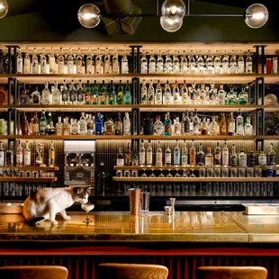 a cat sitting on a bar counter