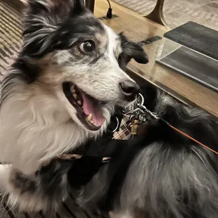 chicken wings and fried chicken
