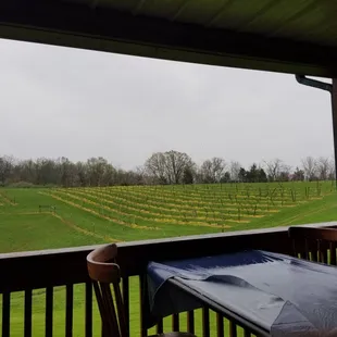 View of the vineyard.