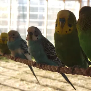 Parakeet Tent was cool