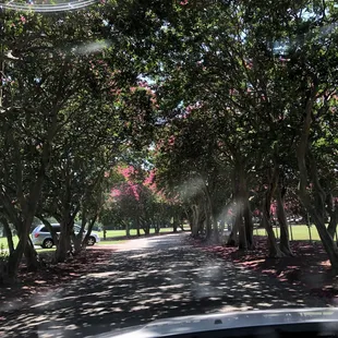 Beautiful entry drive lined with crepe myrtles.