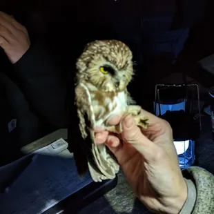 Saw Whet Owl Banding