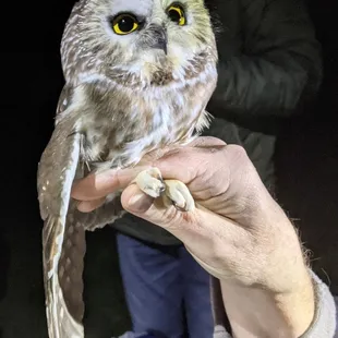 Saw Whet Owl