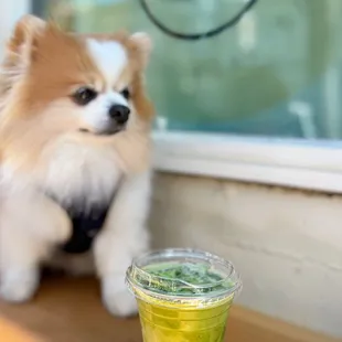 Iced Matcha Latte w/ oat milk  | $8.75