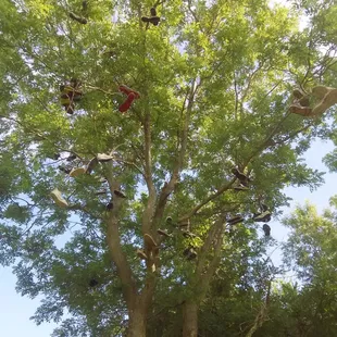 Shoe tree at the 4th tee!