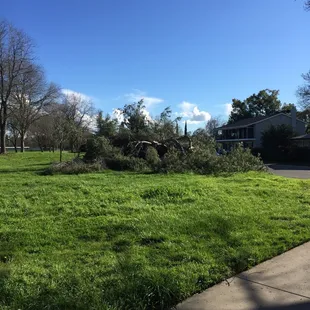 Huge tree broken in half or whatever.