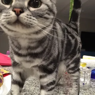 Coco C.