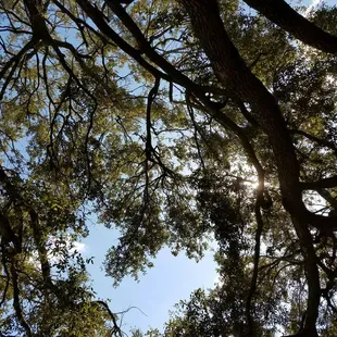A view from under the actual Shade Tree.