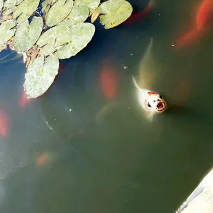 A close up of the pond and one of its residents. He seems to be asking me to order something for him ;)