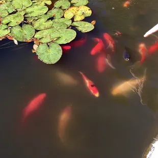 Yay for Fishes!!!
