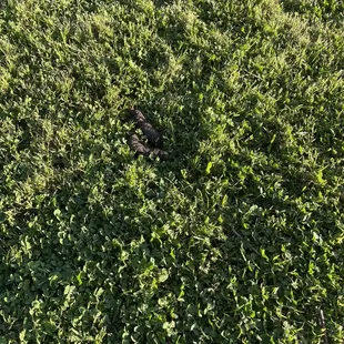 Surprise, more dog poop!