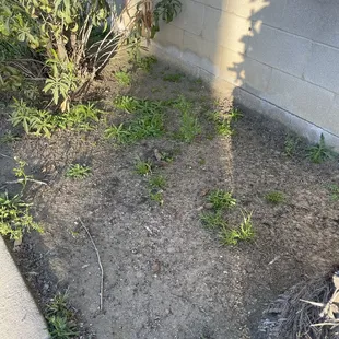 More poop in the landscaping