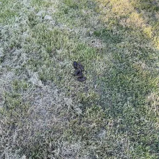 Dog poop