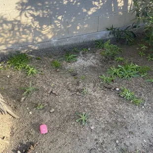 More poop in the landscaping