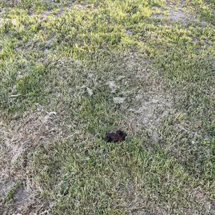 Dog poop