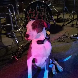 a dog sitting in front of a drum set