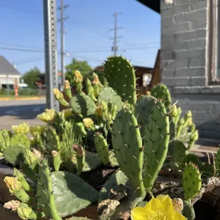 Great curb catcti