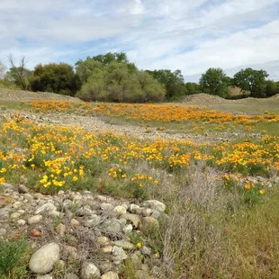 We have more California poppies this year than we can ever remember seeing before. (2014)