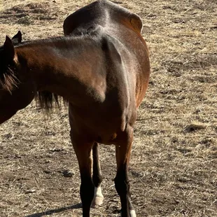 Starving horses