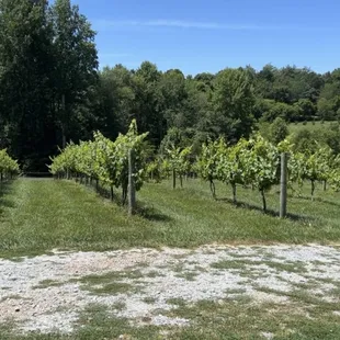 Vinyards