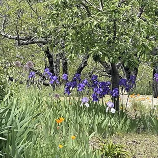 Wild flowers in bloom.