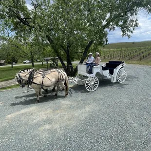 Horse drawn carriage with Steve and Sherry in the driver seat