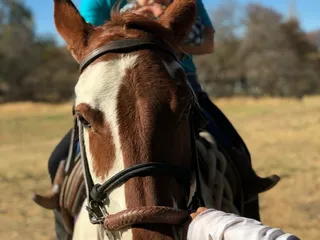 Ask The Horse Riding & Training