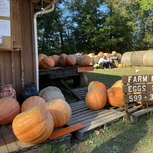 a display of pumpkins