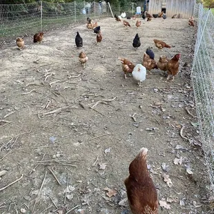 chickens in a fenced in area