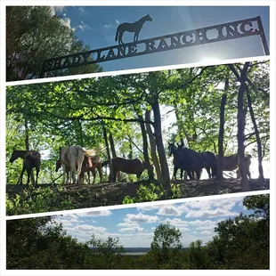 Shady Lane Ranch Inc.