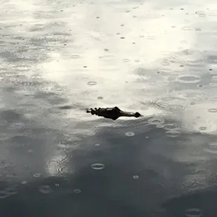 We had a guest while dining