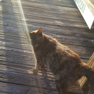 Shady Oaks resident kitty. If you sit outside she'll come say hello