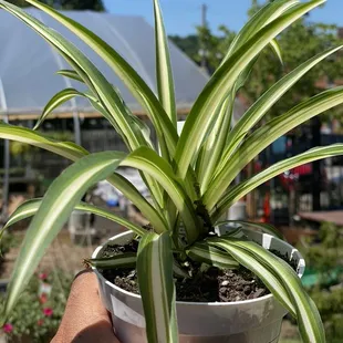 Snake plant I ended up purchasing