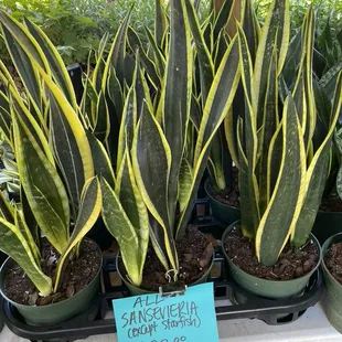 Sansevieria plants