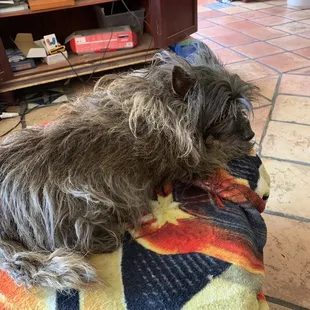 Before: notice the mats on the nape of the neck and haunch.